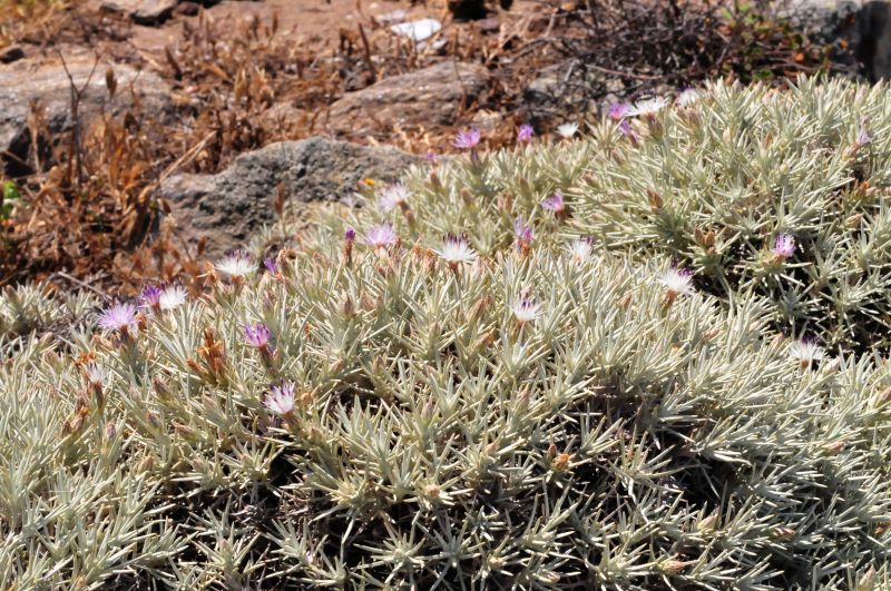Centaurea horrida / Fiordaliso spinoso